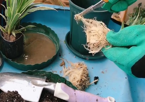 吊兰倒盆用修根吗