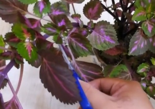 彩叶草怎么剪枝1