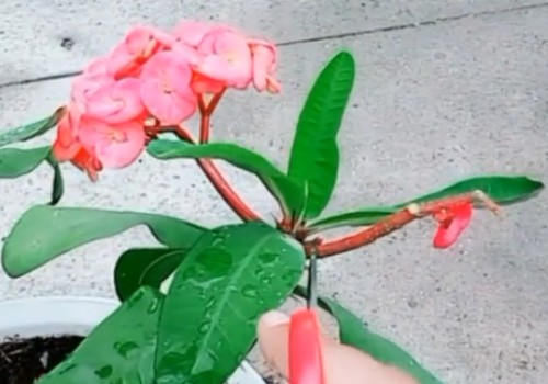 虎刺梅花后怎样修剪