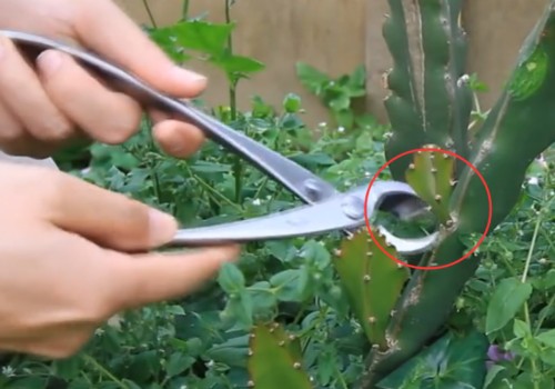 火龙果如何留侧芽