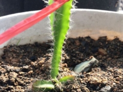 火龙果苗打顶后可以长粗壮吗