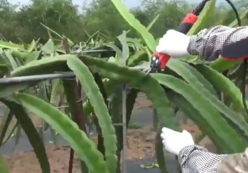 火龙果需要剪枝吗