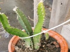 火龙果打顶后多久发芽