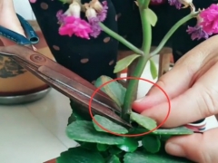 长寿花夏季怎么修剪