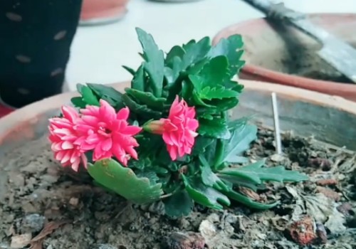 长寿花夏季怎么修剪4