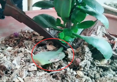 长寿花夏季怎么修剪3
