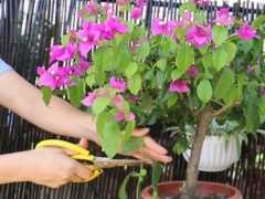 怎样让三角梅快速开花