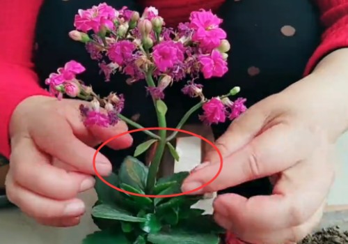 长寿花夏季怎么修剪2