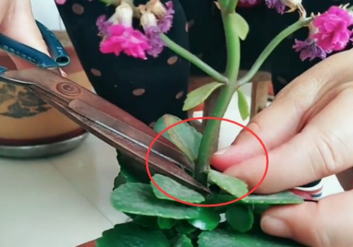 长寿花夏季怎么修剪1