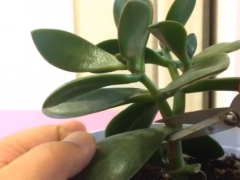 玉树的小苗怎样修剪