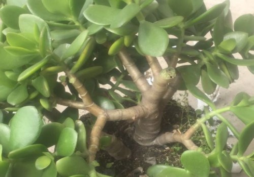 玉树一般留多高的主干