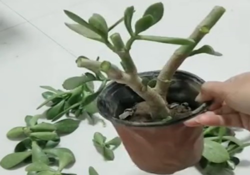 玉树砍头可以爆芽吗4