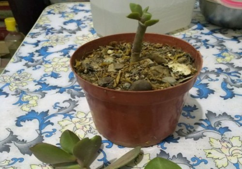 玉树什么季节砍头2