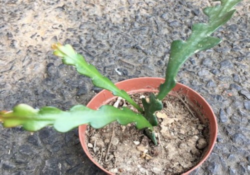 鱼骨令箭怎么修剪