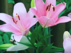 百合花蕊剪掉就不香了吗