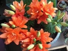 百合长得太高需要修剪吗