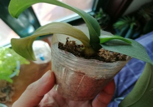 蝴蝶兰枝干变黄能剪掉吗