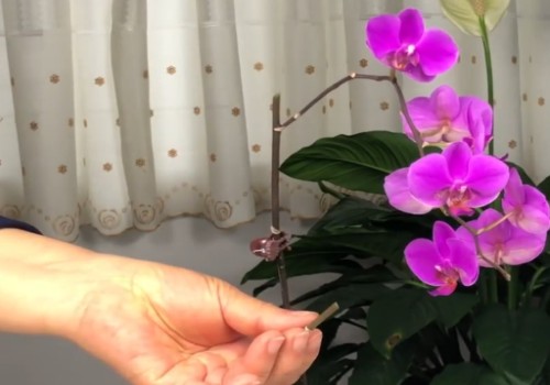 蝴蝶兰花梗如何修剪3
