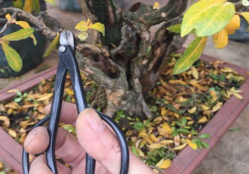 石榴徒长枝必须剪掉吗