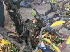 石榴底部芽是否剪掉