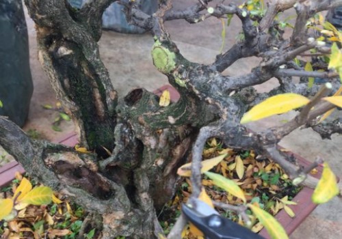 石榴底部芽是否剪掉呢