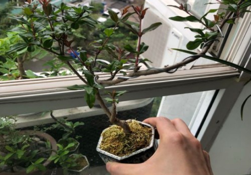 石榴盆栽发出新芽可以修剪吗