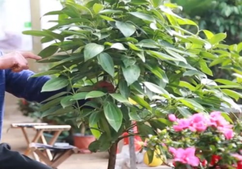 平安树什么时候修剪最合适