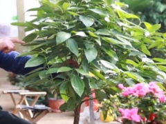 平安树什么时候修剪最合适
