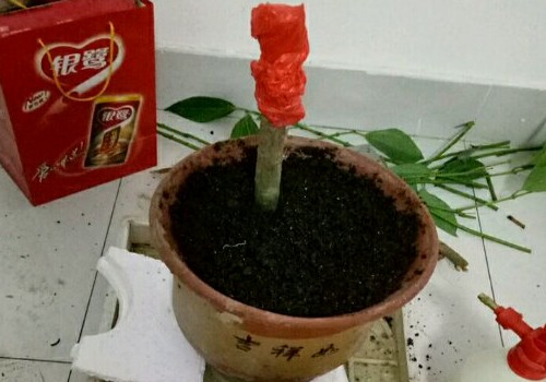 平安树换盆可以砍头吗