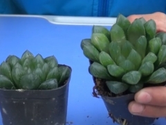 徒长的玉露怎么剪