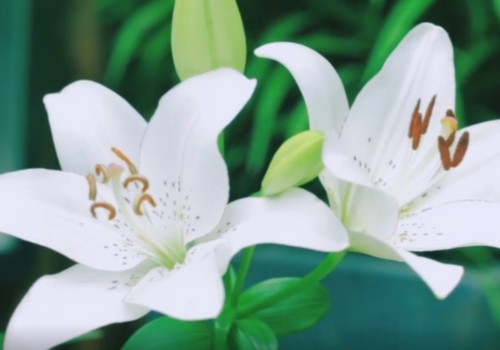 百合花如何去花蕊
