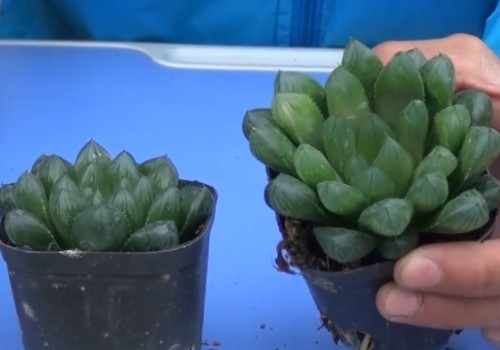 徒长的玉露怎么剪