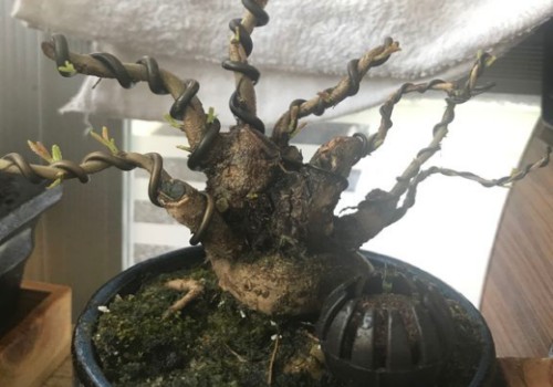 盆栽石榴苗如何修剪