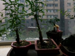 盆栽石榴树怎么打顶