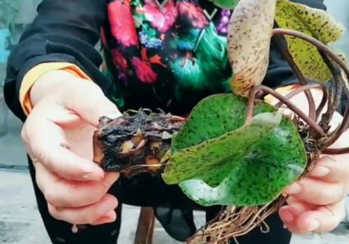 睡莲移植用去根吗