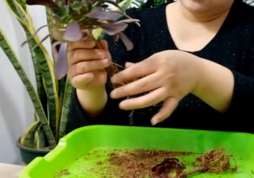 黑法师移盆要修根吗