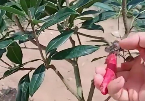 桂花重剪伤口怎么处理