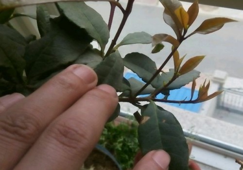 桂花新芽多高摘心