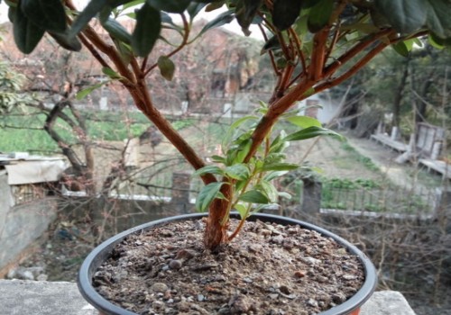 杜鹃下面发的芽要摘掉吗