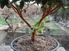 杜鹃下面发的芽要摘掉吗