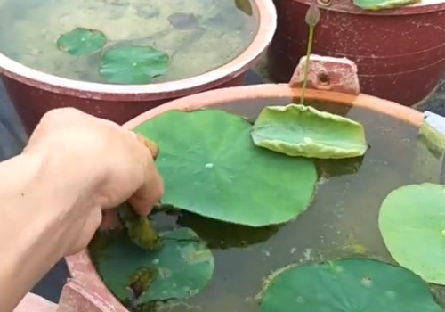 碗莲怎么修剪