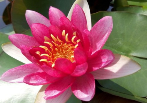 睡莲花后要不要修剪
