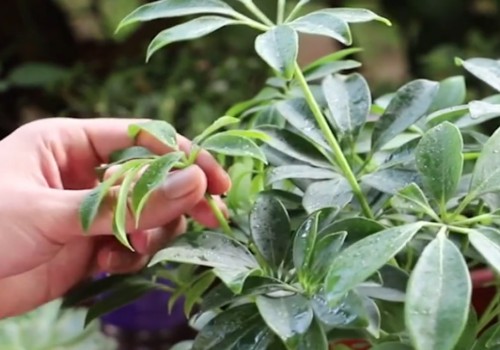 怎样修理太高的鹅掌木