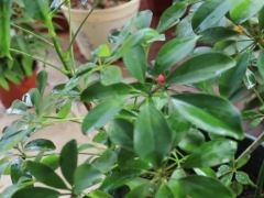 鹅掌木打顶方法