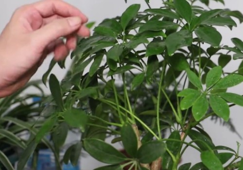 鹅掌木冬天适合掐顶吗