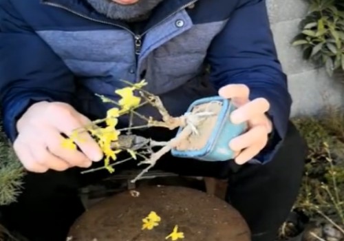 迎春开花后怎样修剪