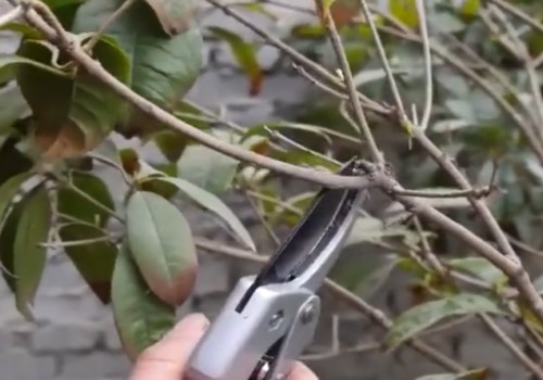 盆栽桂花春季短截回缩方法