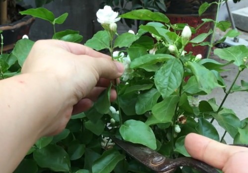 茉莉花后如何修剪