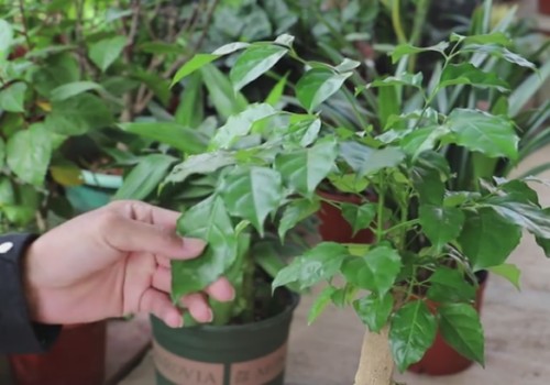 幸福树不发新芽怎么办