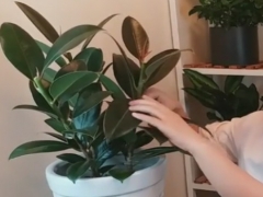 如何让单头橡皮树分叉出多头